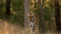 1200px-tiger-in-kanha-national-parkjpg_1_.jpg