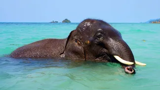 Discover_the_vibrant_marine_life_of_Havelock_Island_with_TravelTaxi_s_guided_snorkeling_tours_in_Andaman.