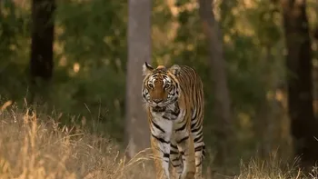 1200px-tiger-in-kanha-national-parkjpg_1_.jpg
