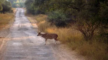 Deer_in_Sariska_Reserve_1_.jpg