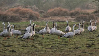 Migratory_Birds_in_Basai_Wetland_1_.jpg