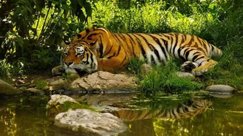 wildlife-tiger-bengal-tiger-wilderness-wallpaper-preview_1_.jpg