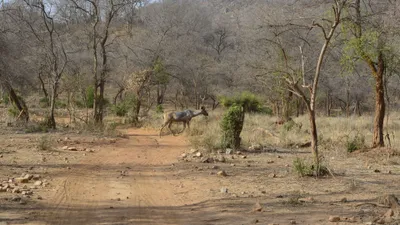 A_sambhar_is_passing_in_Sariska_national_park__alwar_1_.jpg