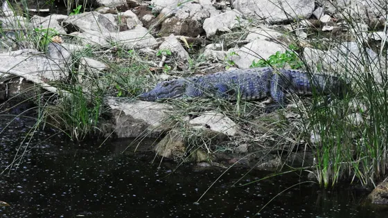Experience_the_serenity_of_Gir_National_Park_with_TravelTaxi_s_guided_safaris_in_Gujarat.