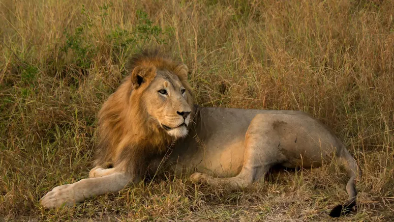 Discover_the_ancient_Baghel_Museum_near_Bandhavgarh_National_Park_with_TravelTaxi_s_guided_cultural_tours_in_Madhya_Pradesh.