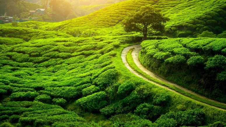 Experience_the_cultural_heritage_of_Sualkuchi_with_TravelTaxi_s_guided_tours_in_Assam.