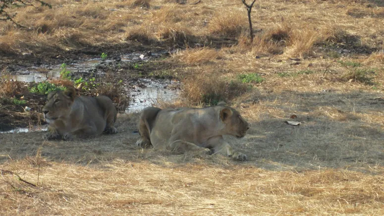 Majestic_Asiatic_Lions_in_Devalia_Safari_Park_in_Gir_National_Forest__Gujarat__India_1_.jpg