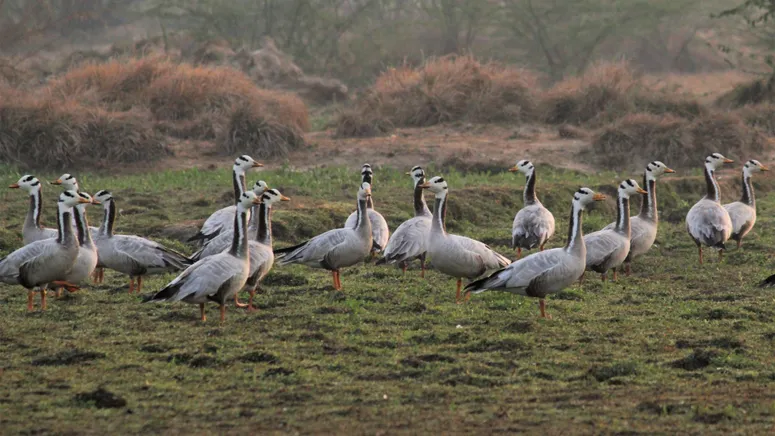 Migratory_Birds_in_Basai_Wetland_1_.jpg