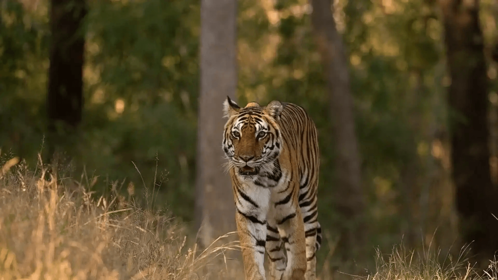 Bandhavgarh