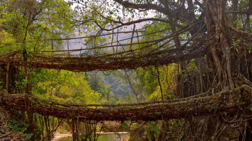 5 Days Meghalaya Magic: Shillong, Cherrapunji & Living Bridges