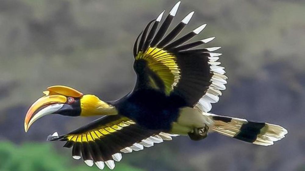 7 Days Namdapha Birding Expedition: Arunachal's Avian Paradise