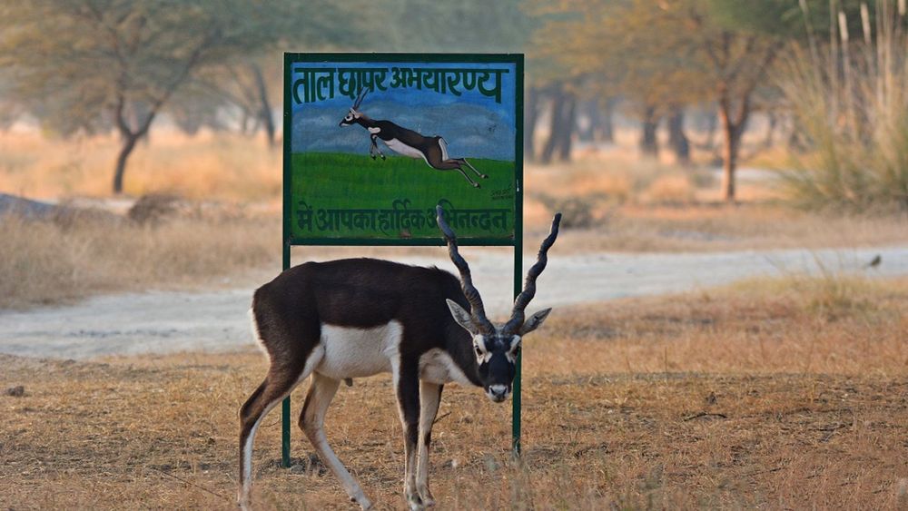 Chhapar Sanctuary