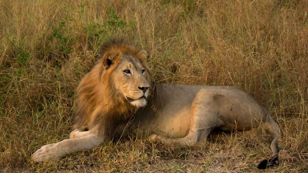17 Days Ultimate India Tiger Safari: Premier Tiger Reserves