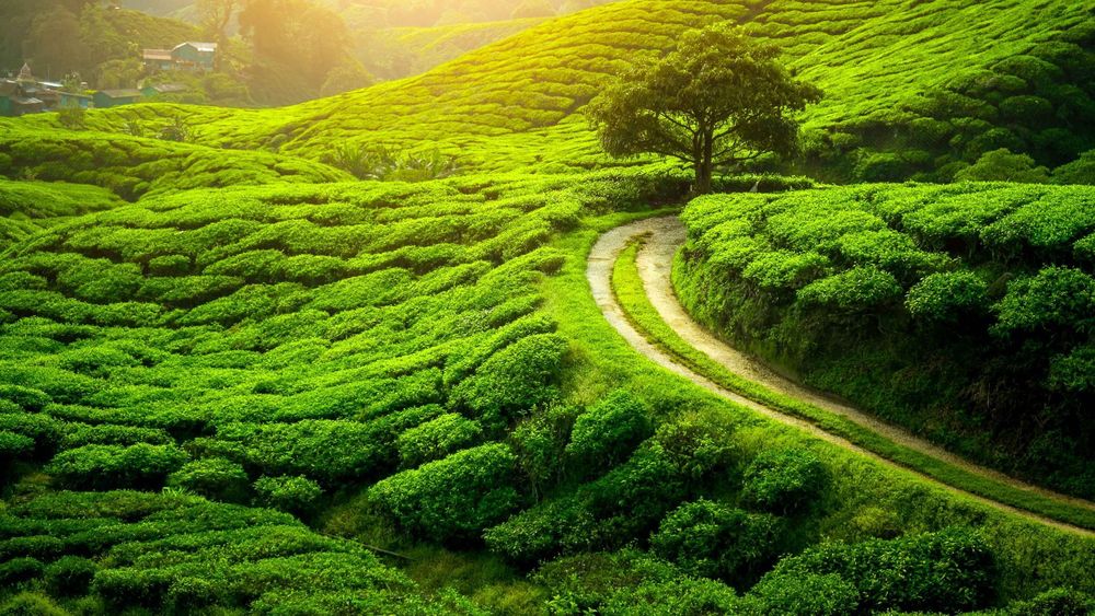 Assam