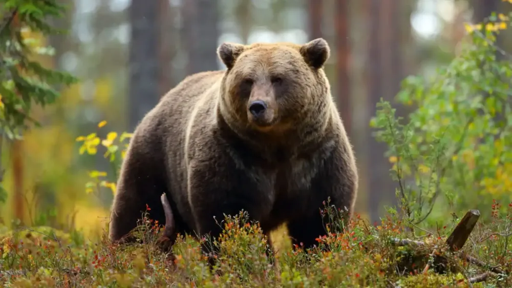 14 Days Tigers & Golden Triangle Odyssey: Wildlife & Heritage