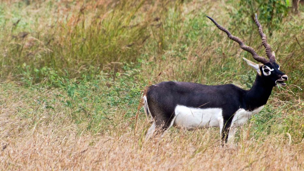 7-Day Wildlife Safari in Gujarat: Leopards & Birding Paradise
