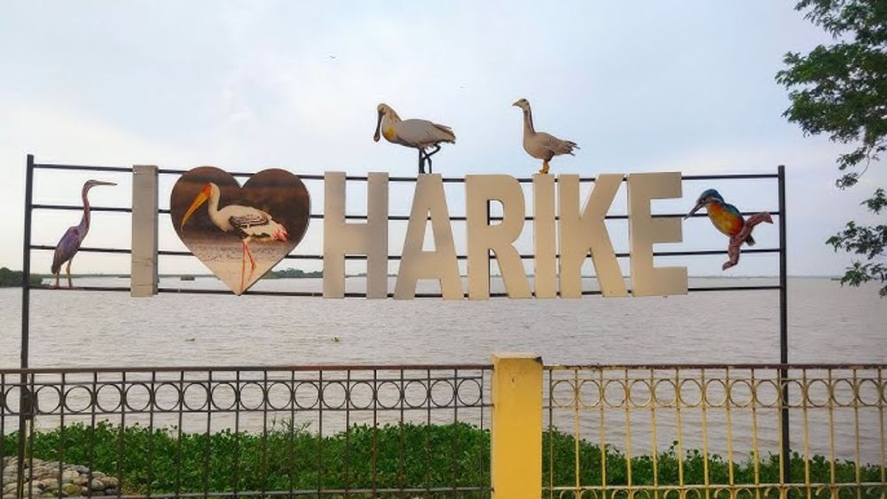 Harike Wetland