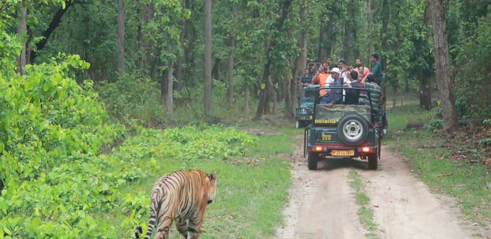 16 Days Jim Corbett & North India Ultimate Birding Expedition