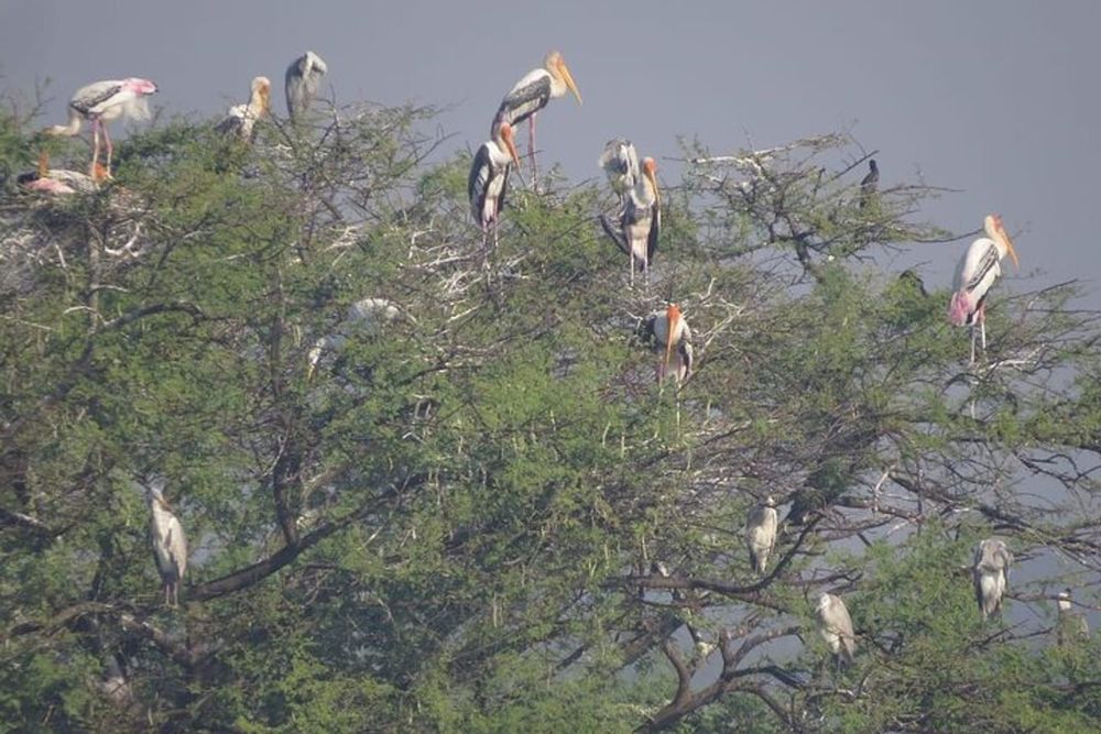 Nandur Madhyameshwar Bird Watching Tour – Guided Nashik Wetland Experience activity