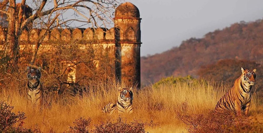 Ranthambore Tiger Safari from Jaipur – Private Day Tour