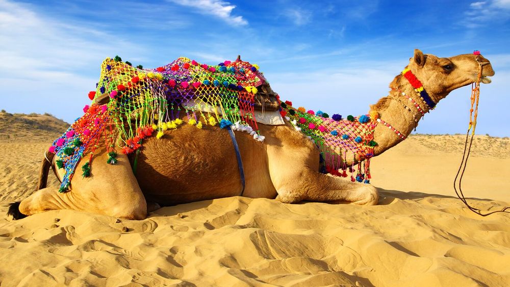 Traveler riding a camel across quiet Thar Desert dunes near sunset in Jaisalmer