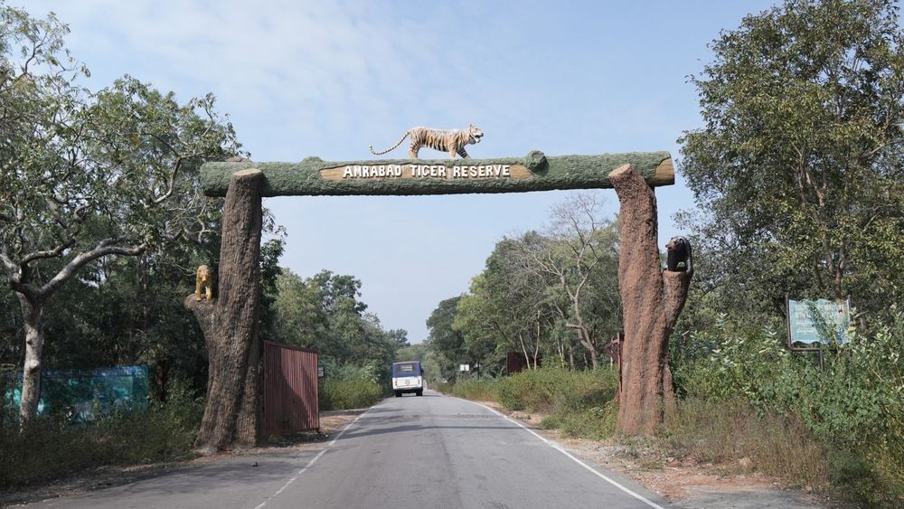Wide forest landscape viewed during a private Amrabad Tiger Reserve nature experience