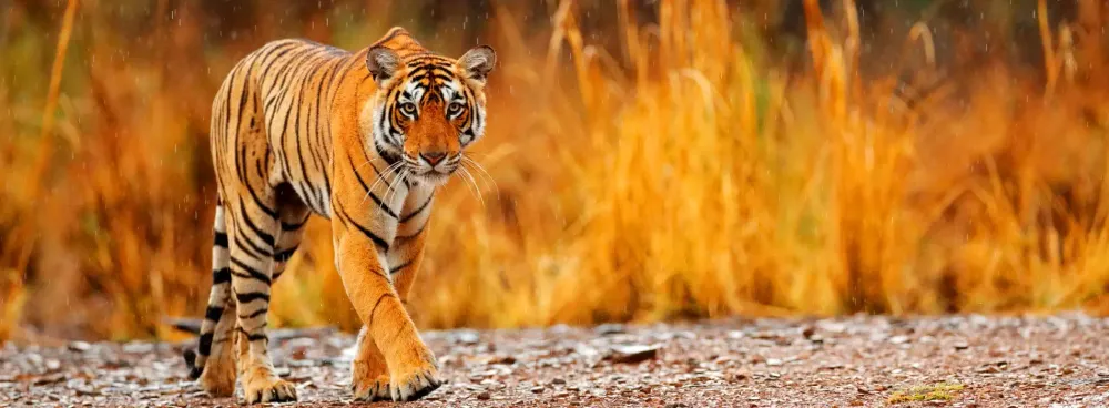 Wildlife Tours