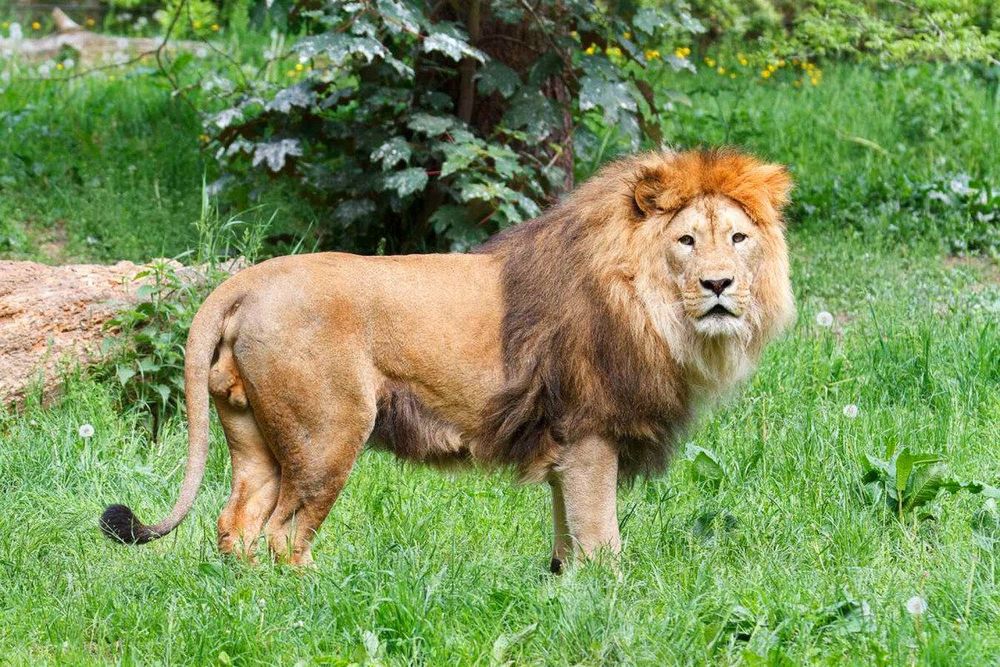 10 Days Temple and Tiger Tour: Sacred Sites & Wildlife