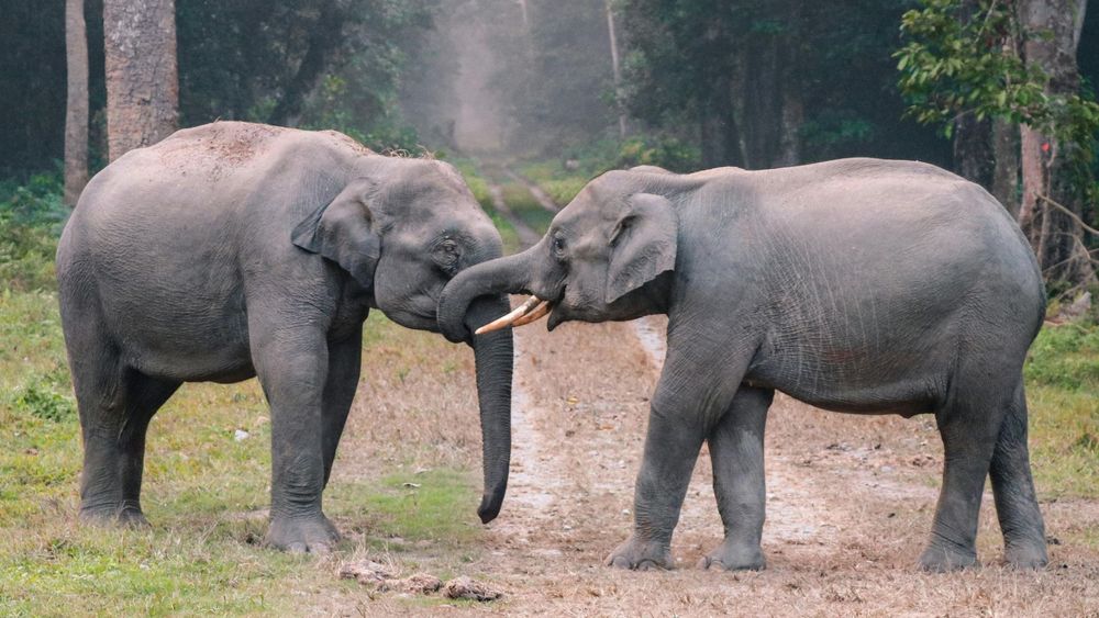 14 Days Tigers and Taj: Golden Triangle with Wildlife Safari