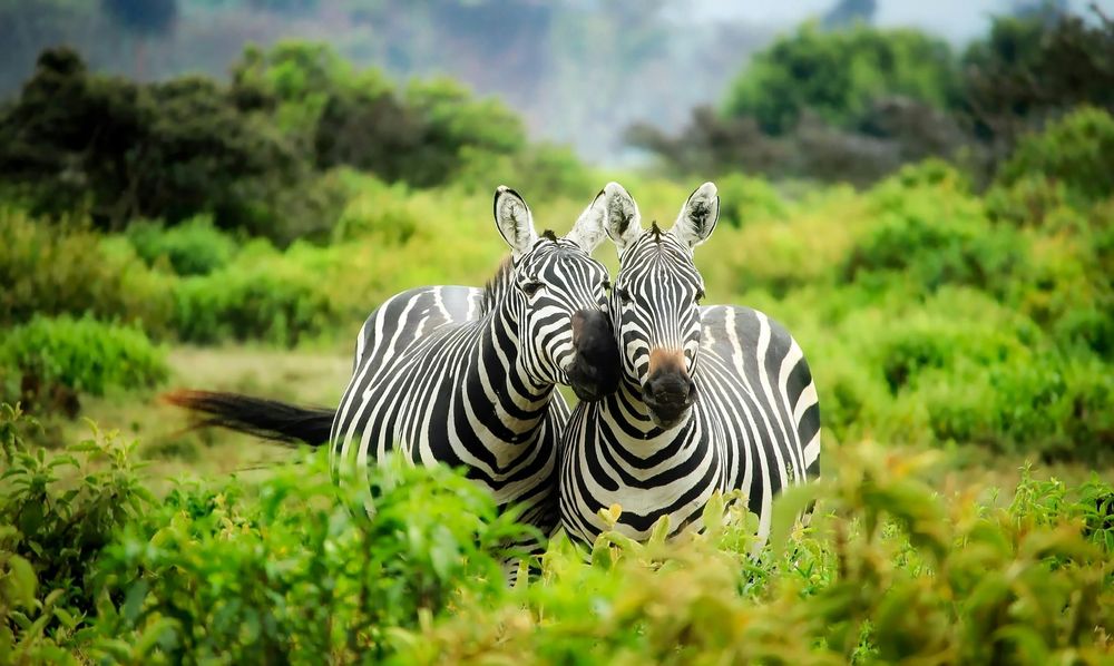 15 Days Palaces, Wildlife, and Beaches Tour: India's Royal.