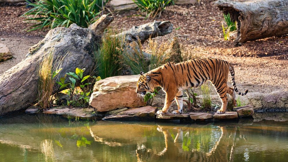 14 Days Ultimate India Tiger Quest: Multi-Park Safari Odyssey