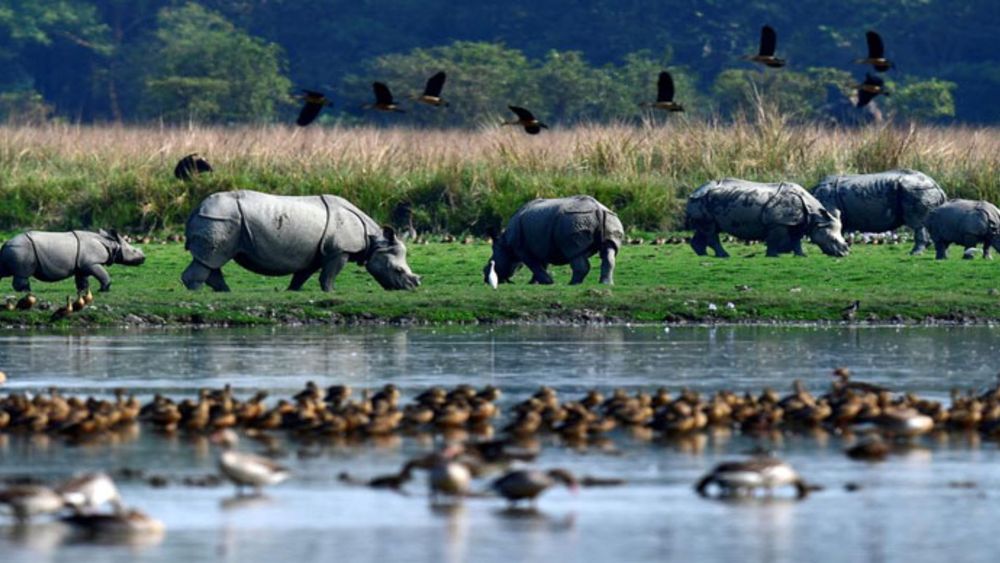10-Day Northeast India Splendors: From Rhinos to Root Bridges