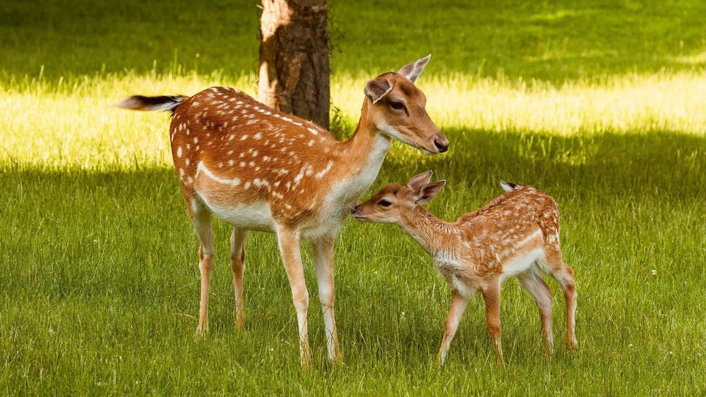 3 Days Bandhavgarh Tiger Trail: Weekend Wildlife Getaway