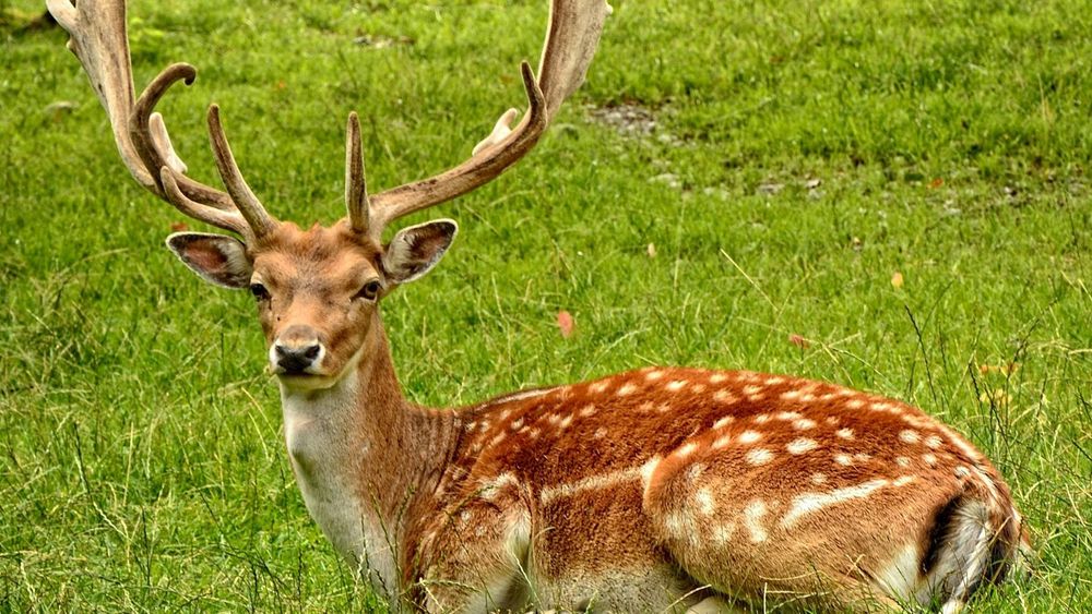 3 Days Dhikala Zone Wildlife Weekend: Corbett's Heart