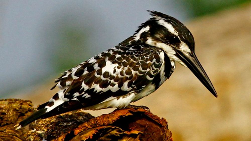 Day 6: Pangot Birding route image