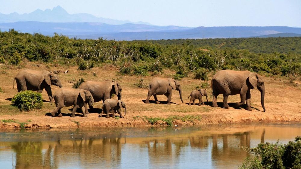 10 Days Bandhavgarh Tiger Safari Adventure | Wildlife Tour India