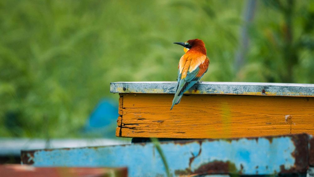 8 Days Madhya Pradesh Wildlife Safari | Tiger Tour India