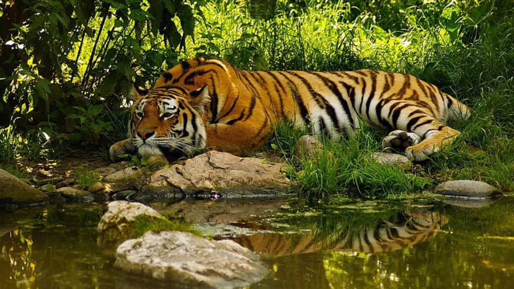 8 Days Madhya Pradesh Wildlife Safari: Tiger Trails & More