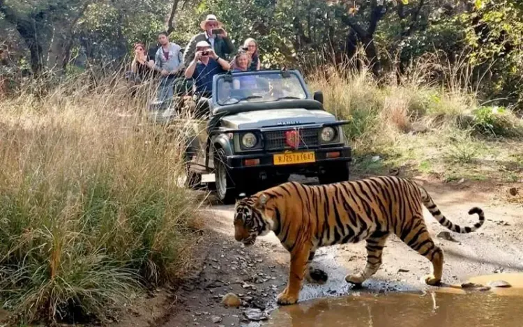 Open Gypsy safari vehicle on a forest track during a Ranthambore tiger safari