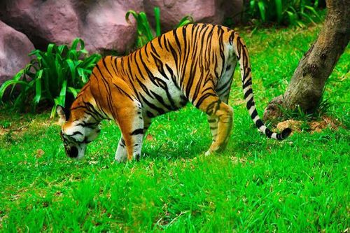 Bannerghatta Safari from Bangalore – Wildlife, Zoo & Lunch
